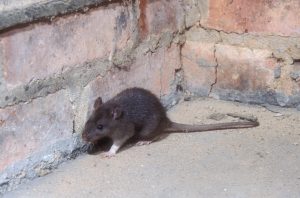 Rat Extermination in [kds_location