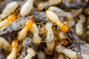 Termite Pest Control in Worcester, Massachusetts