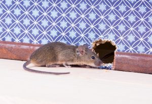 Mice extermination in Worcester, Massachusetts