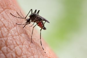 Mosquito Exterminators in Worcester, Massachusetts