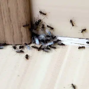 ant control for Hyannis, Massachusetts