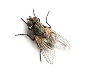removal of flies for Coventry, Rhode Island